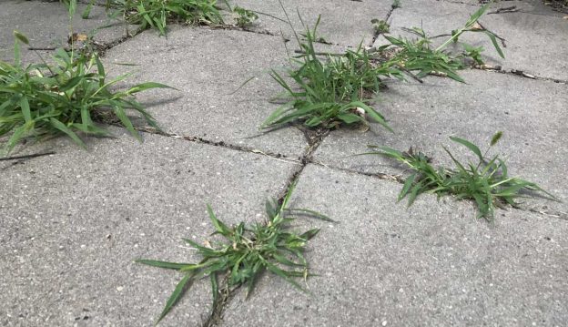 Natural Weed Killer