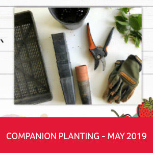 Companion Planting E-Book