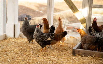 The Chickens Have Arrived at the Coop!