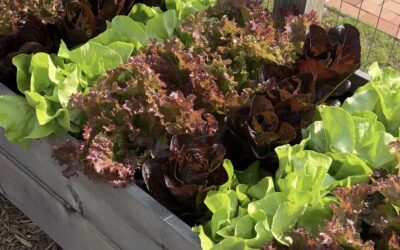 The Shed’s Guide to Grow Like a Pro